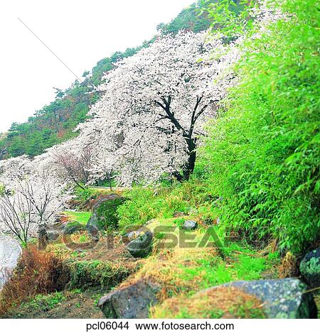 Picture - day, cherry blossom, cherry blossom tree, spring, spring, spring scenery. Fotosearch