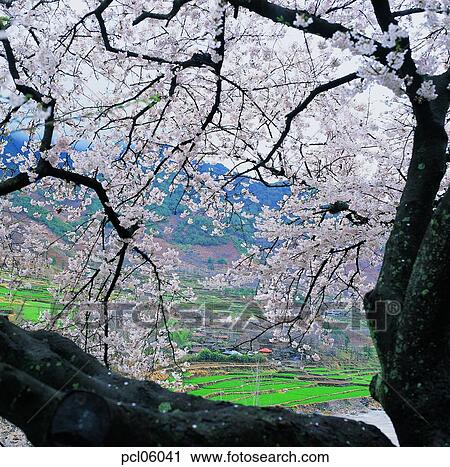 day, farm village, agricultural district, farm scenery, cherry blossom, cherry blossom tree, spring View Large Photo Image Stock Image - day, farm village, agricultural district, farm scenery, cherry blossom, cherry blossom tree, spring. Fotosearch
