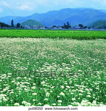day, farm village, agricultural district, field flower, wild flower, spring, leek blossom View Large Photo Image Stock Image - day, farm village, agricultural district, field flower, wild flower, spring, leek blossom. Fotosearch