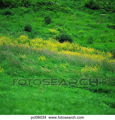 day, field, field flower, wild flower, grassland, plain, field View Large Photo Image Picture - day, field, field flower, wild flower, grassland, plain, field. Fotosearch