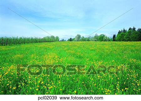 day, field, field flower, wild flower, grassland, plain, field View Large Photo Image Stock Photo - day, field, field flower, wild flower, grassland, plain, field. Fotosearch