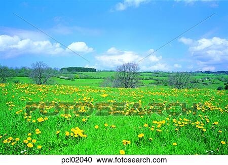 Stock Image - day, field flower, wild flower, grassland, plain, field, dandelion. Fotosearch
