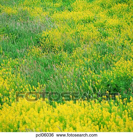 day, field flower, wild flower, grassland, plain, field, spring View Large Photo Image Stock Photograph - day, field flower, wild flower, grassland, plain, field, spring. Fotosearch