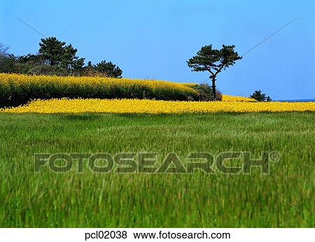day, grassland, plain, field, barley field, spring, spring View Large Photo Image Stock Photo - day, grassland, plain, field, barley field, spring, spring. Fotosearch