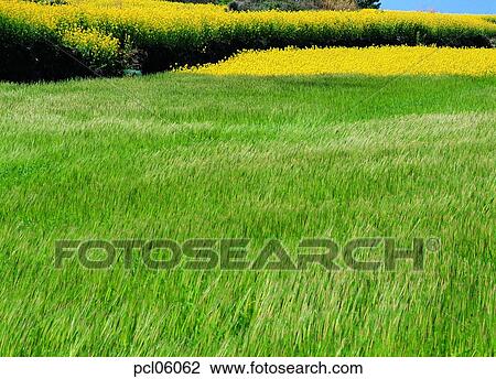 day, grassland, plain, field, spring, spring, spring grassland View Large Photo Image Stock Image - day, grassland, plain, field, spring, spring, spring grassland. Fotosearch