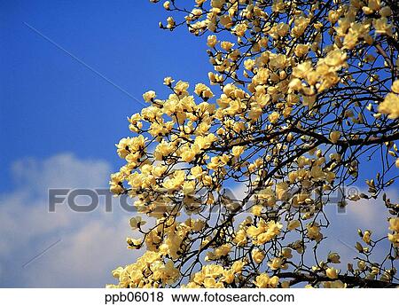 day, magnolia, magnolia blossom, magnolia blossom, white magnolia, spring, spring View Large Photo Image Stock Photo - day, magnolia, magnolia blossom, magnolia blossom, white magnolia, spring, spring. Fotosearch