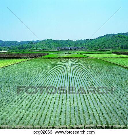 Stock Image - day, rice field, rice farming, ridge between rice fields, levee, farming, agriculture. Fotosearch
