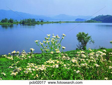 day, river, Gaemangcho, Erigeron annuus, river, field flower, 0438 View Large Photo Image Stock Photo - day, river, Gaemangcho, Erigeron annuus, river, field flower, 0438. Fotosearch
