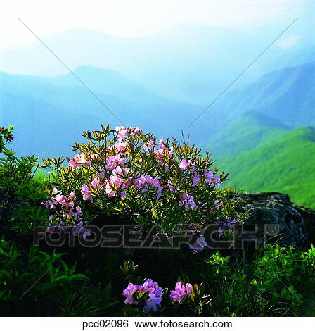 day, spring, spring, spring mountain, spring scenery, mountain View Large Photo Image Stock Photograph - day, spring, spring, spring mountain, spring scenery, mountain. Fotosearch