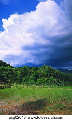 Stock Photograph - day, tillage, cloud, holdings, cultivated land, rice farming, 0433. Fotosearch