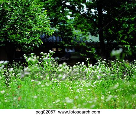Erigeron annuus, Gaemangcho, day, farm village, agricultural district, field flower, wild flower View Large Photo Image Stock Photo - Erigeron annuus, Gaemangcho, day, farm village, agricultural district, field flower, wild flower. Fotosearch