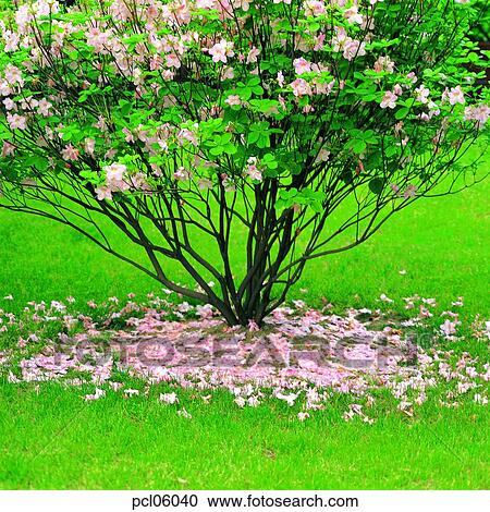 fallen blooms, day, spring, spring, spring flower, plant View Large Photo Image Stock Image - fallen blooms, day, spring, spring, spring flower, plant. Fotosearch