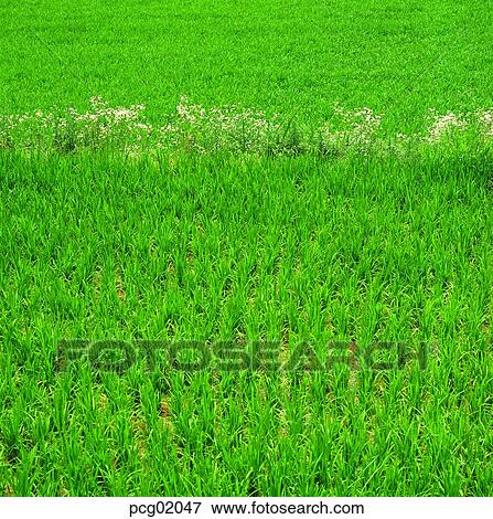 Stock Photo - farming, day, rice farming, rice field, green, agriculture, 0449. Fotosearch