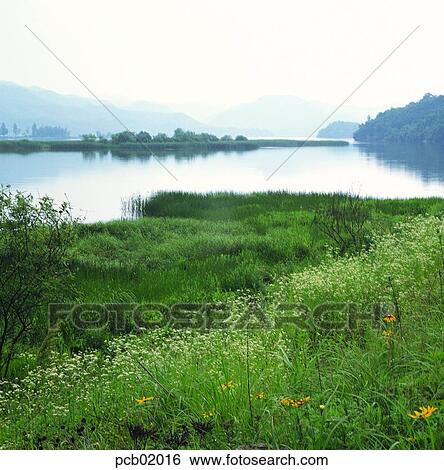 field flower, river, field, day, river, wild flower, 0434 View Large Photo Image Stock Photograph - field flower, river, field, day, river, wild flower, 0434. Fotosearch