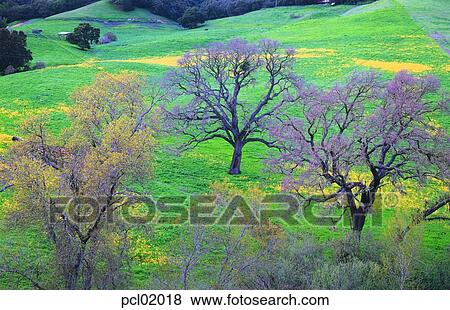 field, tree, plain, grassland, day, spring, 0439 View Large Photo Image Stock Photo - field, tree, plain, grassland, day, spring, 0439. Fotosearch