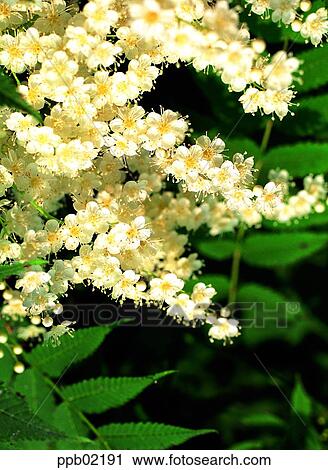 Stock Image - flower, day, spring, sorbaria sorbifolia var, Shuitang tree, sorbaria sorbifolia var. Fotosearch
