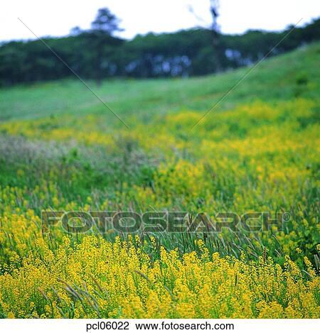 flower, day, spring, spring, spring flower, spring grassland, spring plain View Large Photo Image Stock Image - flower, day, spring, spring, spring flower, spring grassland, spring plain. Fotosearch