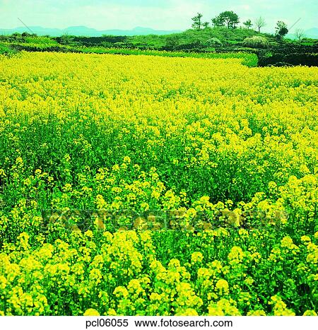 Stock Photography - flower, day, yellow flower, spring, spring, spring flower, spring grassland. Fotosearch