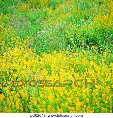 flower field, day, yellow flower, field flower, wild flower, grassland, plain View Large Photo Image Stock Image - flower field, day, yellow flower, field flower, wild flower, grassland, plain. Fotosearch