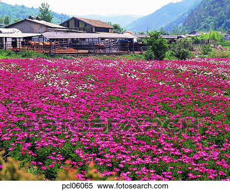 flower, flower field, day, farm, farm village, agricultural district, field flower View Large Photo Image Stock Photography - flower, flower field, day, farm, farm village, agricultural district, field flower. Fotosearch