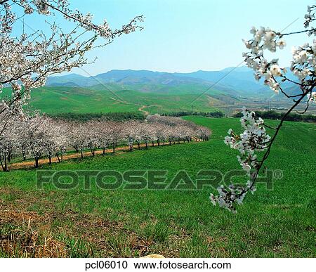 flower, flower plant, flowering tree, day, grassland, plain, field View Large Photo Image Stock Image - flower, flower plant, flowering tree, day, grassland, plain, field. Fotosearch