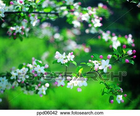 flower, flower plant, flowering tree, day, pear blossom, pear blossom tree, peach blossom View Large Photo Image Stock Image - flower, flower plant, flowering tree, day, pear blossom, pear blossom tree, peach blossom. Fotosearch