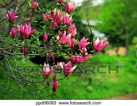 flower, flower plant, flowering tree, day, magnolia, magnolia blossom, magnolia blossom View Large Photo Image Stock Image - flower, flower plant, flowering tree, day, magnolia, magnolia blossom, magnolia blossom. Fotosearch