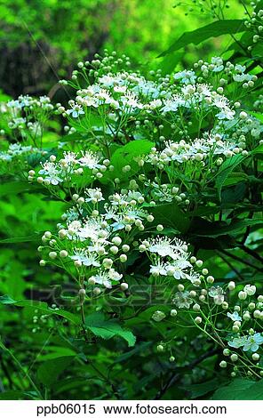 Stock Photography - flower, flower plant, flowering tree, day, spring, sorbaria sorbifolia var. Fotosearch