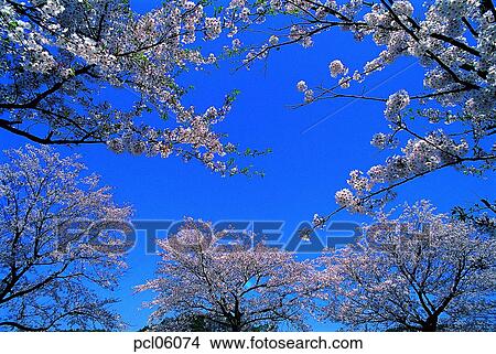 flower plant, flowering tree, day, cherry blossom, cherry blossom tree, spring, spring View Large Photo Image Picture - flower plant, flowering tree, day, cherry blossom, cherry blossom tree, spring, spring. Fotosearch