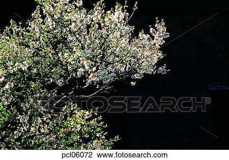 flower plant, flowering tree, day, cherry blossom, cherry blossom tree, spring, spring View Large Photo Image Stock Image - flower plant, flowering tree, day, cherry blossom, cherry blossom tree, spring, spring. Fotosearch