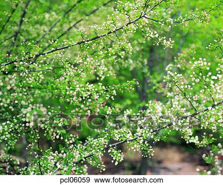 flower plant, flowering tree, flower bud, tree, day, cherry blossom, cherry blossom tree View Large Photo Image Stock Photo - flower plant, flowering tree, flower bud, tree, day, cherry blossom, cherry blossom tree. Fotosearch