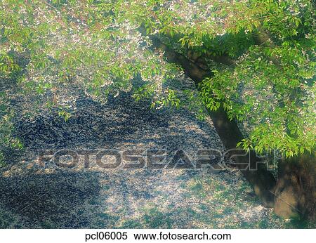 flower plant, flowering tree, tree, day, cherry blossom, cherry blossom tree, spring View Large Photo Image Stock Photography - flower plant, flowering tree, tree, day, cherry blossom, cherry blossom tree, spring. Fotosearch