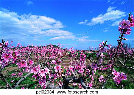 flowering tree, fruit garden, flower plant, fruit farm, orchard, day, 0427 View Large Photo Image Picture - flowering tree, fruit garden, flower plant, fruit farm, orchard, day, 0427. Fotosearch