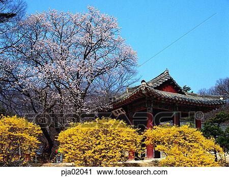 forsythia, golden-bell, building, architecture, structure, old building, old palace View Large Photo Image Stock Image - forsythia, golden-bell, building, architecture, structure, old building, old palace. Fotosearch