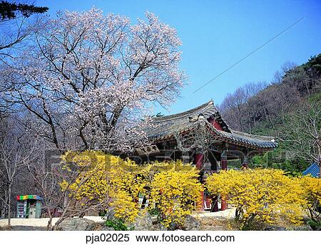 forsythia, golden-bell, building, architecture, structure, old building, old palace View Large Photo Image Stock Photography - forsythia, golden-bell, building, architecture, structure, old building, old palace. Fotosearch
