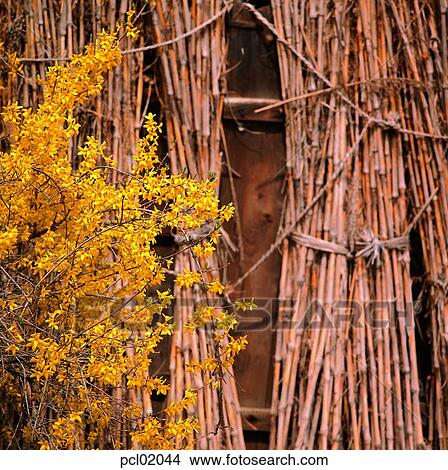 forsythia, golden-bell, day, farm house, farm village, agricultural district, spring View Large Photo Image Picture - forsythia, golden-bell, day, farm house, farm village, agricultural district, spring. Fotosearch