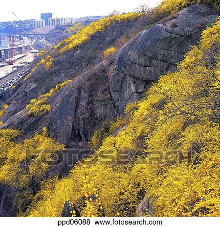 forsythia, golden-bell, day, spring, spring, spring flower, spring scenery View Large Photo Image Stock Photo - forsythia, golden-bell, day, spring, spring, spring flower, spring scenery. Fotosearch