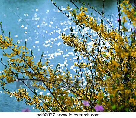 Forsythia Golden Bell Jour Printemps Printemps Fleur Source Printemps Paysage Banque De Photo Pcl037 Fotosearch