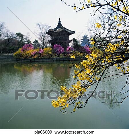 forsythia, golden-bell, Kyongbokgung, Kyongbok palace, Kyeonghoiroo, old palace, travel place View Large Photo Image Stock Photo - forsythia, golden-bell, Kyongbokgung, Kyongbok palace, Kyeonghoiroo, old palace, travel place. Fotosearch