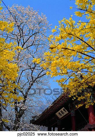 forsythia, golden-bell, old building, day, cherry blossom, spring, spring View Large Photo Image Stock Photography - forsythia, golden-bell, old building, day, cherry blossom, spring, spring. Fotosearch