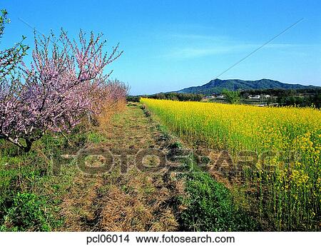 fruit garden, orchard, fruit farm, day, farm village, agricultural district, peach blossom View Large Photo Image Picture - fruit garden, orchard, fruit farm, day, farm village, agricultural district, peach blossom. Fotosearch