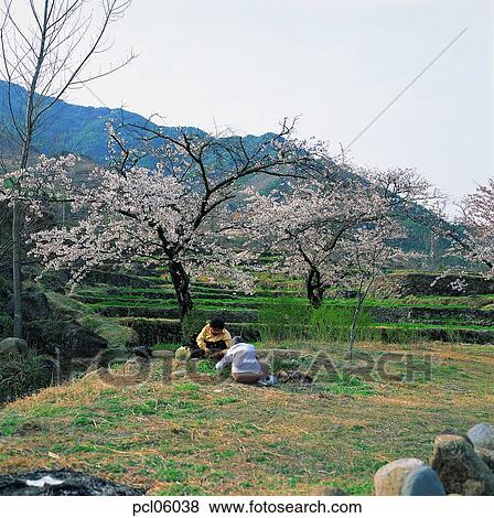 gathering greens, picking herbs, day, farm village, agricultural district, farm scenery, two people View Large Photo Image Stock Photo - gathering greens, picking herbs, day, farm village, agricultural district, farm scenery, two people. Fotosearch