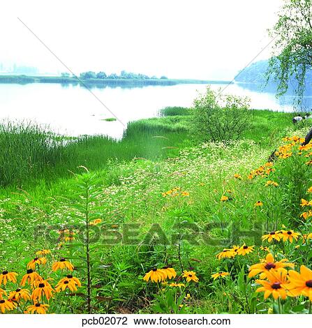 grass, river, wild flower, field flower, day, spring, 0450 View Large Photo Image Stock Image - grass, river, wild flower, field flower, day, spring, 0450. Fotosearch