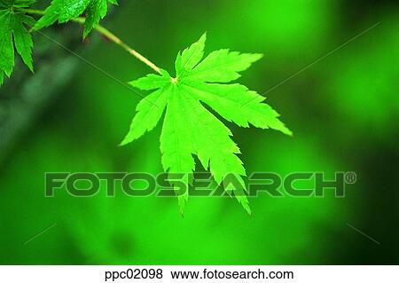 leaf, leaves, day, maple tree leaf, maple leaf, spring View Large Photo Image Stock Photo - leaf, leaves, day, maple tree leaf, maple leaf, spring. Fotosearch