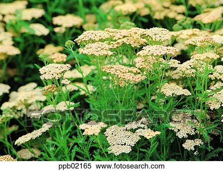 outdoor, flower, plant, spring, day, 0093 View Large Photo Image Stock Photography - outdoor, flower, plant, spring, day, 0093. Fotosearch