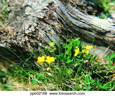 outdoor, flower, spring, spring, day, 0099 View Large Photo Image Stock Photograph - outdoor, flower, spring, spring, day, 0099. Fotosearch