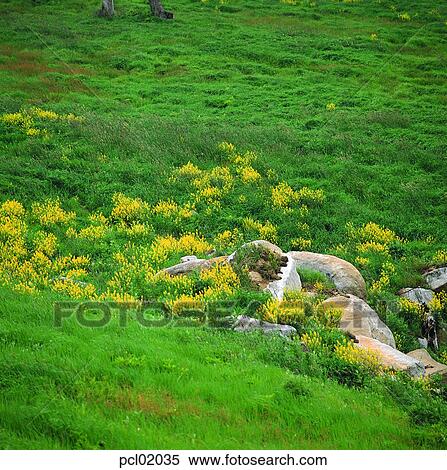 plain, day, grassland, wild flower, field flower, field, 0435 View Large Photo Image Stock Photography - plain, day, grassland, wild flower, field flower, field, 0435. Fotosearch