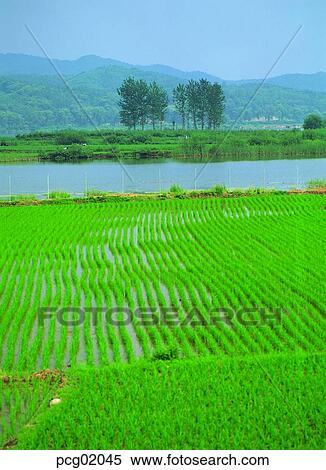 rice field, tillage, day, holdings, cultivated land, rice farming, 0432 View Large Photo Image Stock Photography - rice field, tillage, day, holdings, cultivated land, rice farming, 0432. Fotosearch