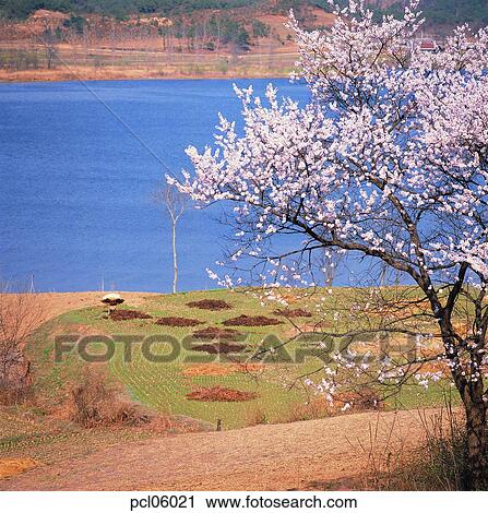 river, day, farm village, agricultural district, cherry blossom, cherry blossom tree, spring View Large Photo Image Stock Image - river, day, farm village, agricultural district, cherry blossom, cherry blossom tree, spring. Fotosearch