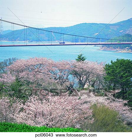 river, river, bridge, Namhae Bridge, day, bridge, cherry blossom View Large Photo Image Stock Image - river, river, bridge, Namhae Bridge, day, bridge, cherry blossom. Fotosearch